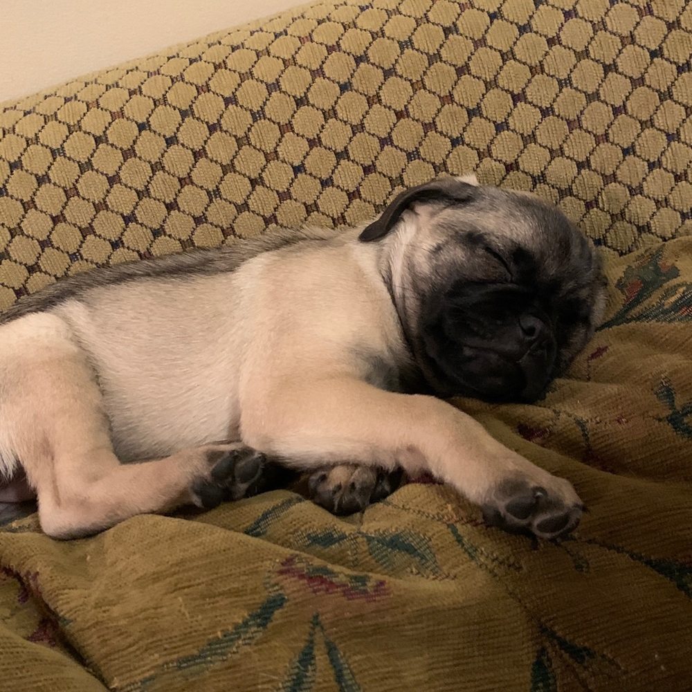 Meet your Posher, Mia